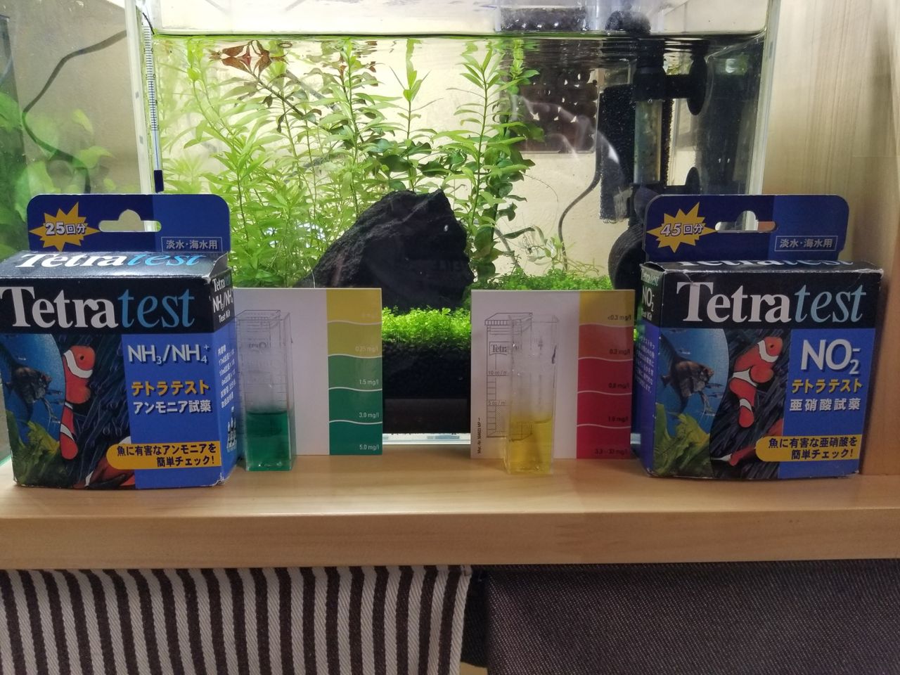 水槽立ち上げその後 ぐりおのひとりごと