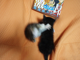 猫ファイト