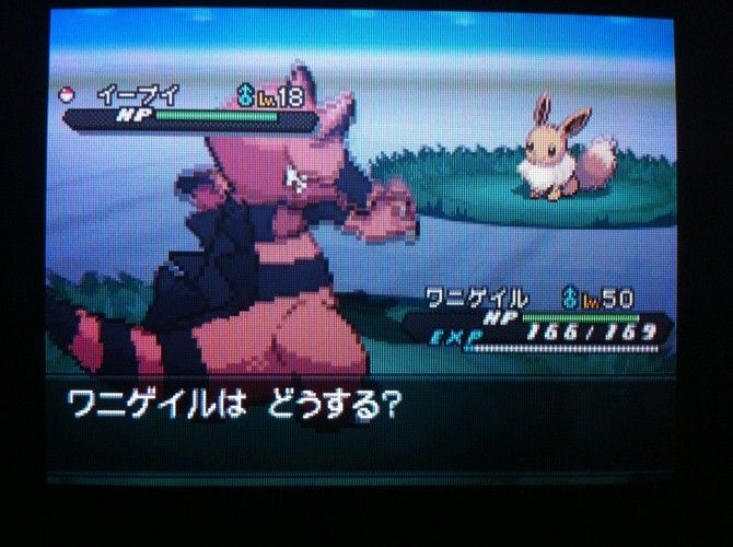 イーブイの手に入れ方 ポケモンbw2 シャイな八百屋さん イーブイの手に入れ方 ポケモンbw2 シャイな八百屋さん