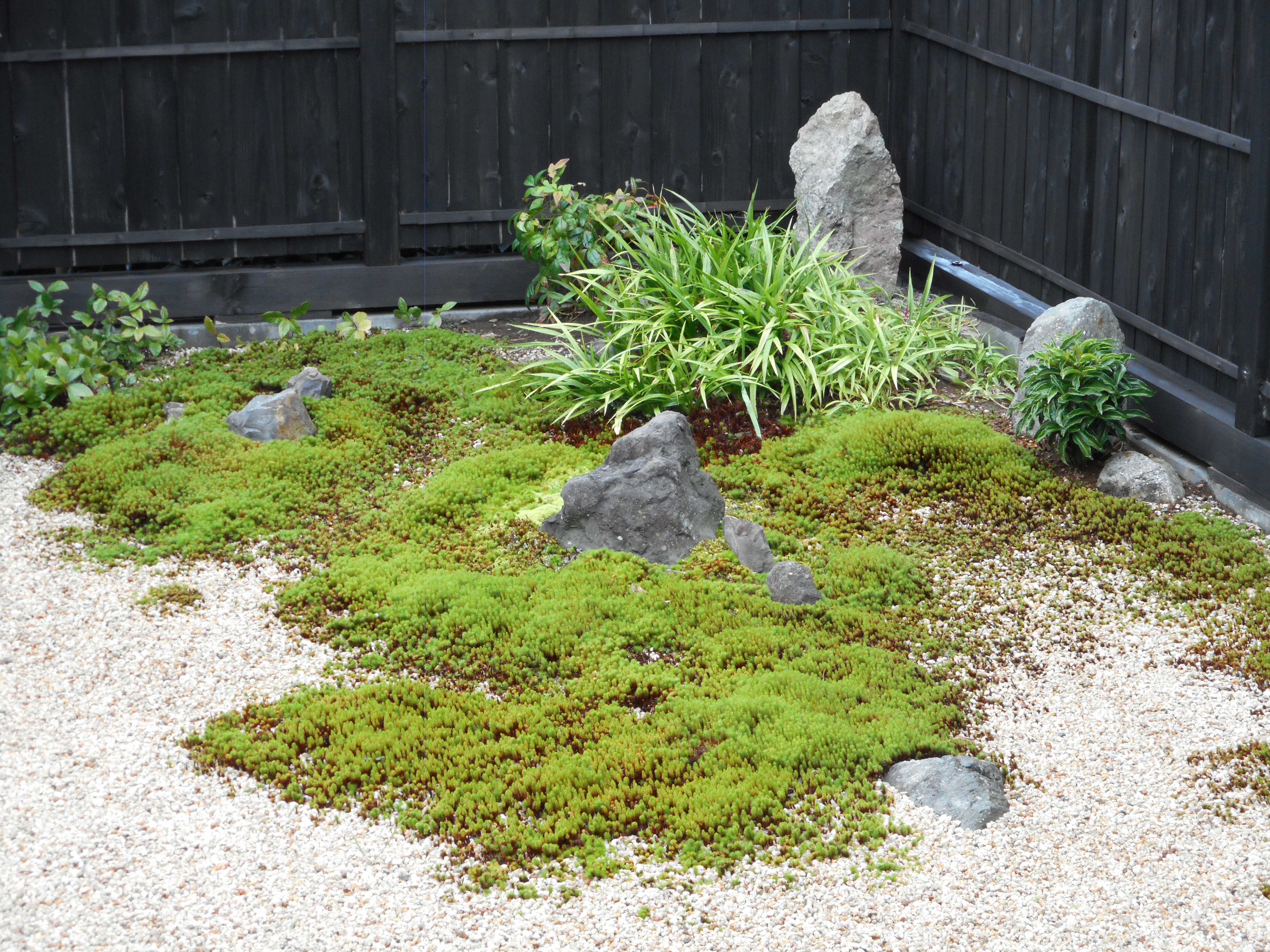 雨上がりの苔庭の景色 数年前の苔庭を目指して ジャジーな毎日