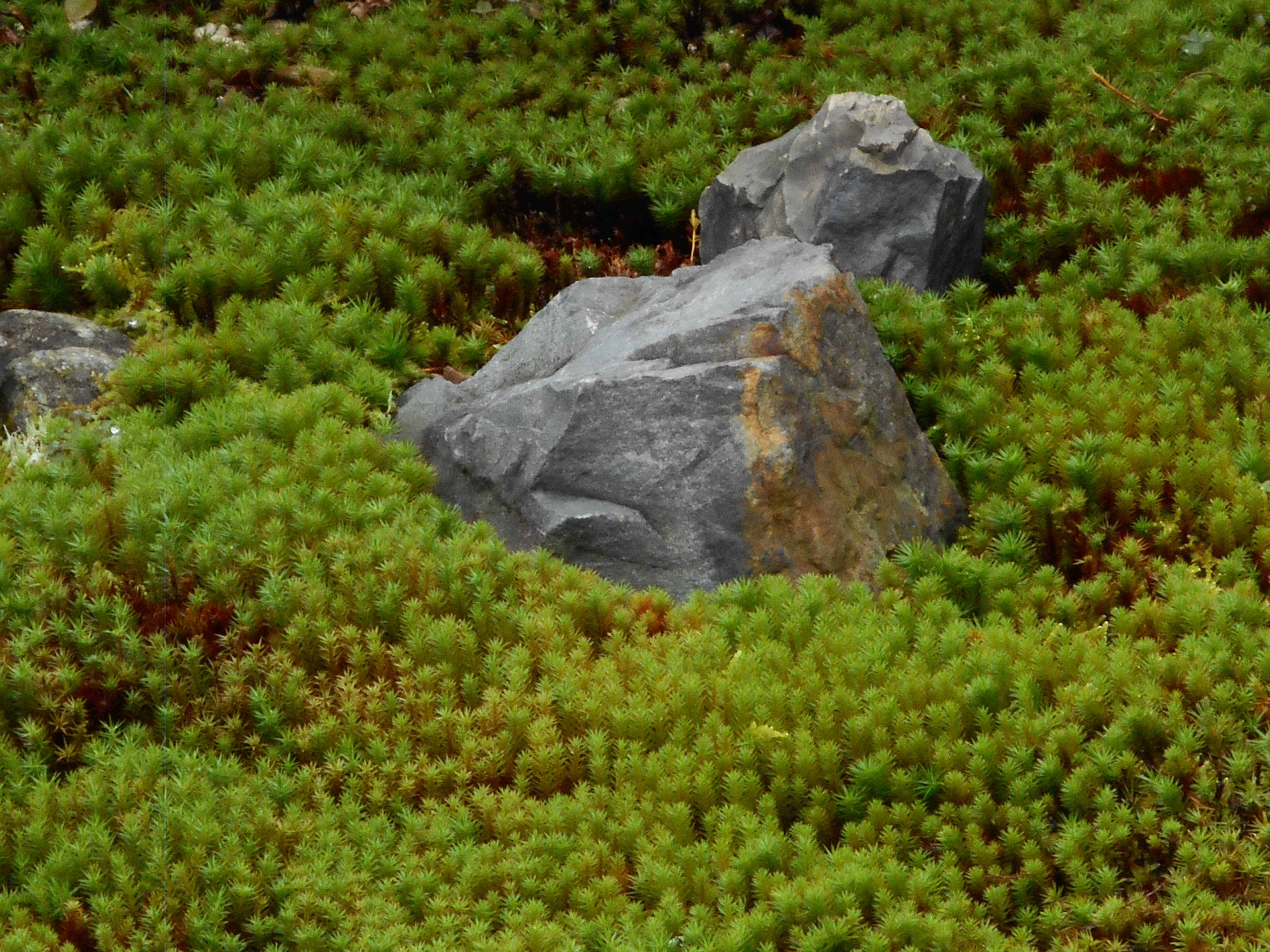 雨上がりの苔庭の景色 数年前の苔庭を目指して ジャジーな毎日