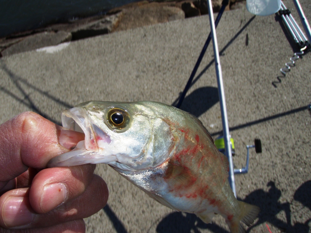 投釣雑記 日々雑感 投釣り日記ですねん Livedoor Blog ブログ