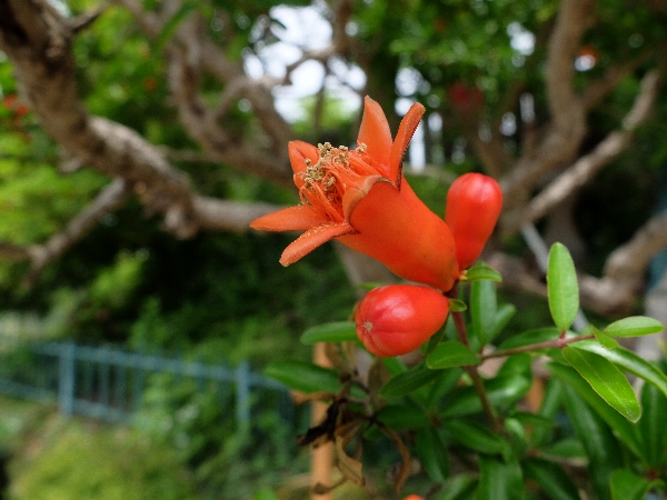 法華経の守護神 鬼子母神のシンボル ザクロ 柘榴 の花 いいともショショット Erik Satie Allons Y Chochotte 法華経の守護神 鬼子母神のシンボル ザクロ 柘榴 の花 いいともショショット Erik Satie Allons Y Chochotte