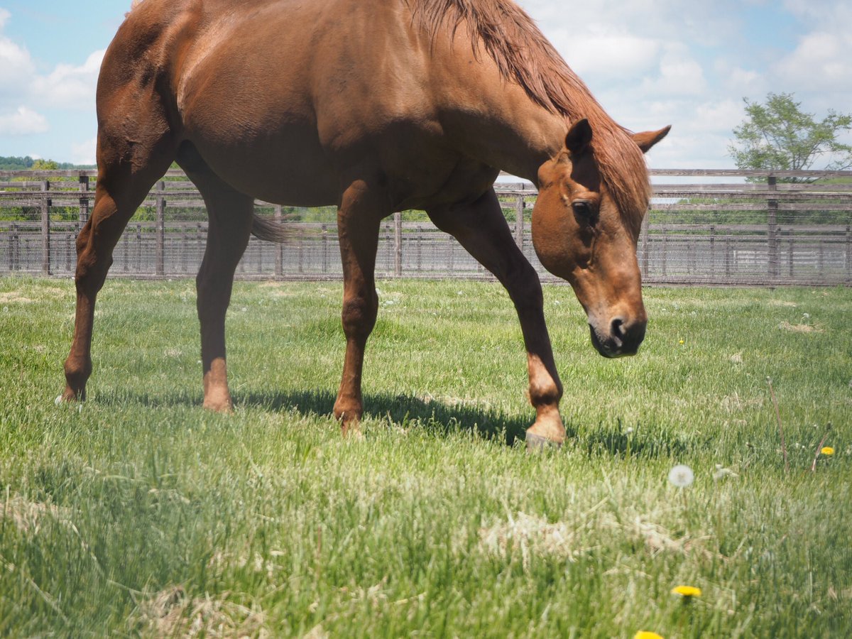 ウマ娘 グラスワンダーちゃん たんぽぽムシャムシャ ゴルシch ウマ娘まとめ速報