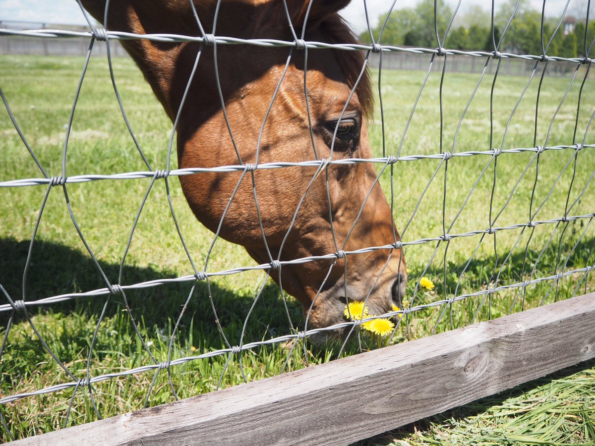 ウマ娘 グラスワンダーちゃん たんぽぽムシャムシャ ゴルシch ウマ娘まとめ速報