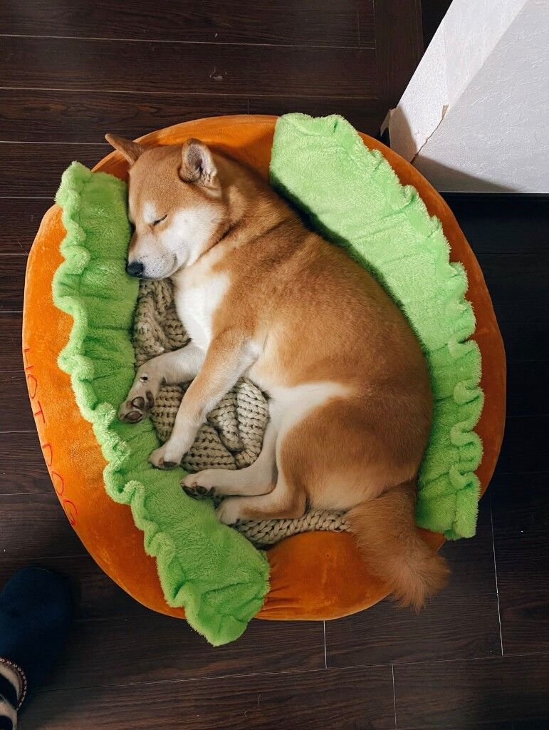 Mhrise ガルク用に柴犬の重ね着欲しいわ ああいいっすねえ モンハンライズ 2chゲームまとめアンテナ Mhrise ガルク用に柴犬の重ね着欲しいわ ああいいっすねえ モンハンライズ 2chゲームまとめアンテナ