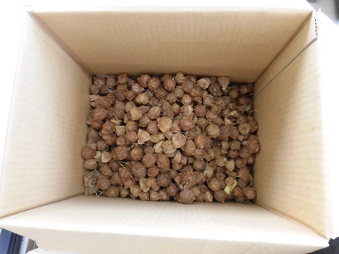 風船カズラの種２