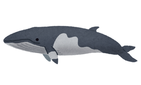 ミンククジラ