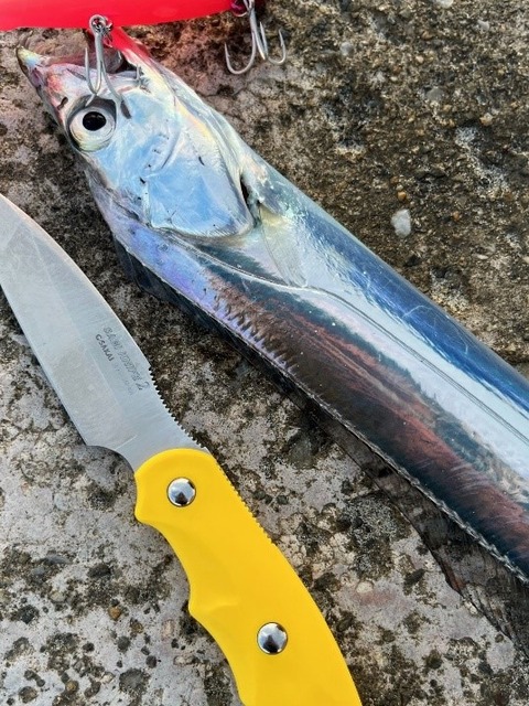 青物、回遊魚5