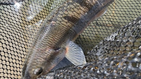 釣行8②
