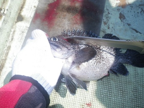 捌きレポート139⑯