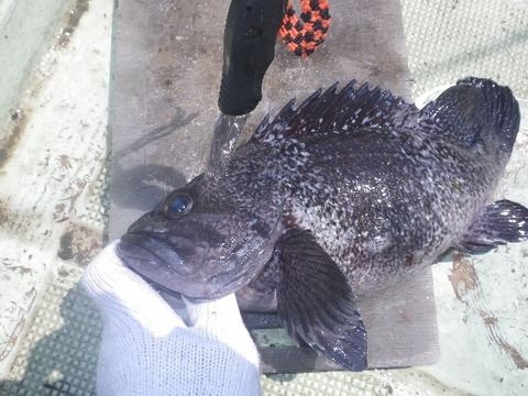 捌きレポート139⑧