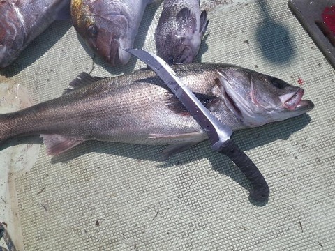 捌きレポート139⑲