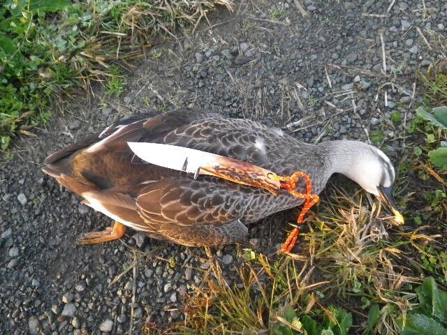 フィッシング＆ハンティングレポート NO.136 2024年11月15日 : ジー