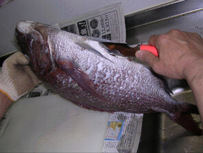 20100509④