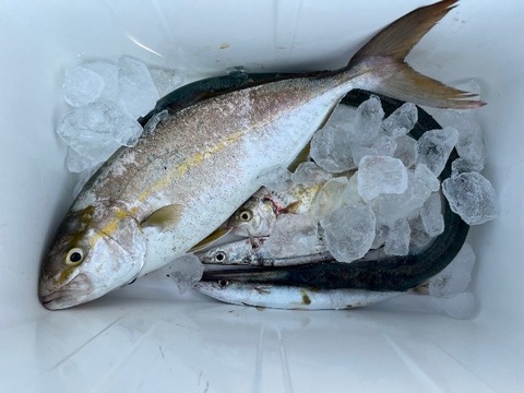 青物、回遊魚4