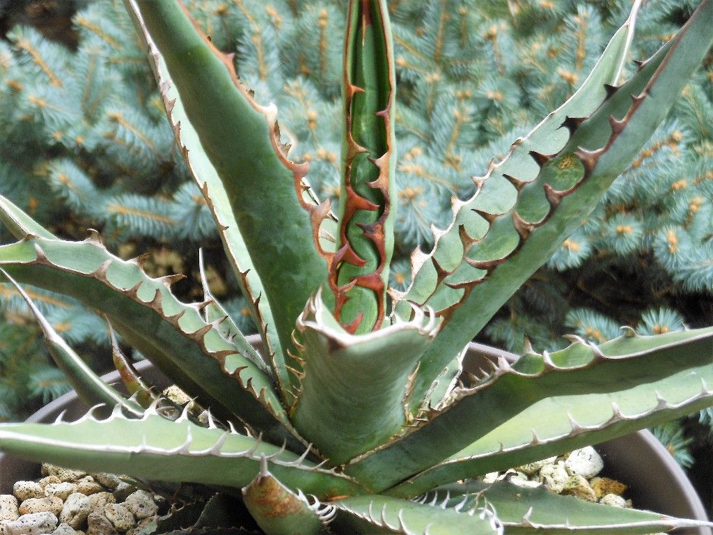 アガベ』 【キシロナカンサ】 : 【My Favorite Plants】