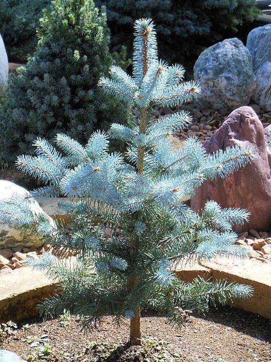 プンゲンストウヒ エディス プンゲンストウヒ』 【エディス】 : 【My Favorite Plants】