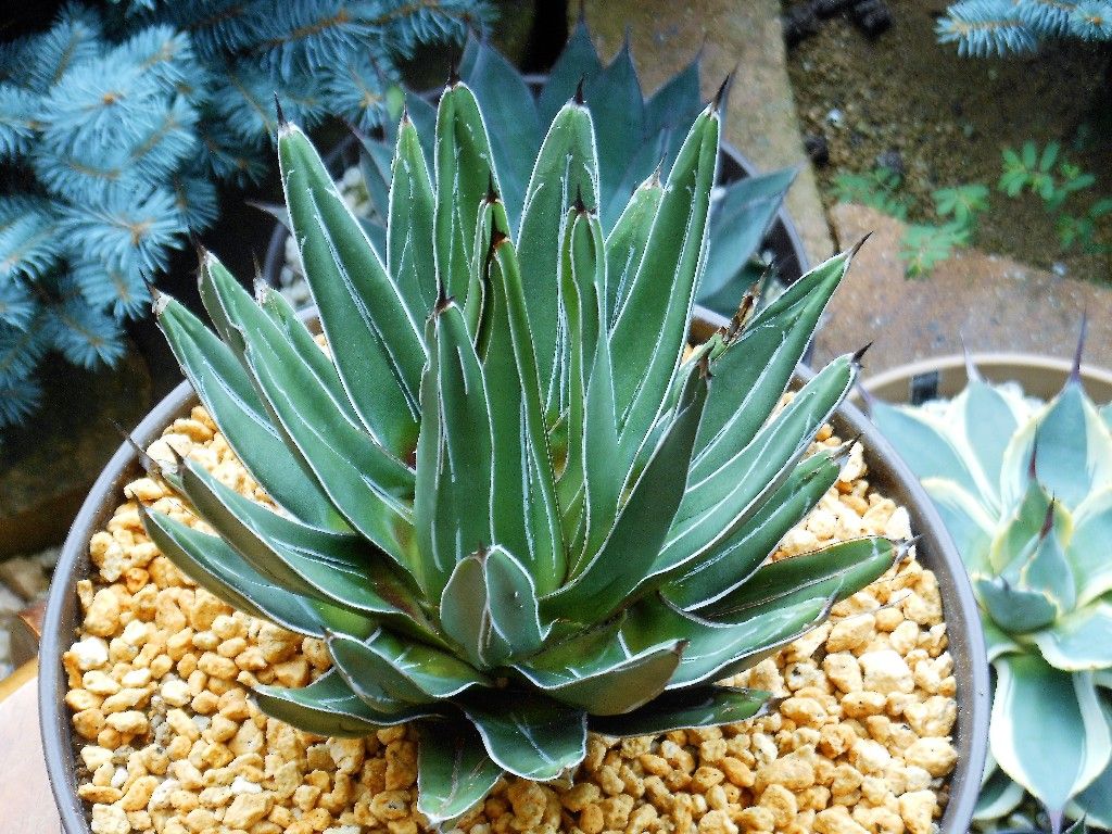 アガベ』 【笹吹雪】2 ＆ 【笹の雪】（ビクトリア レジーナ） : 【My