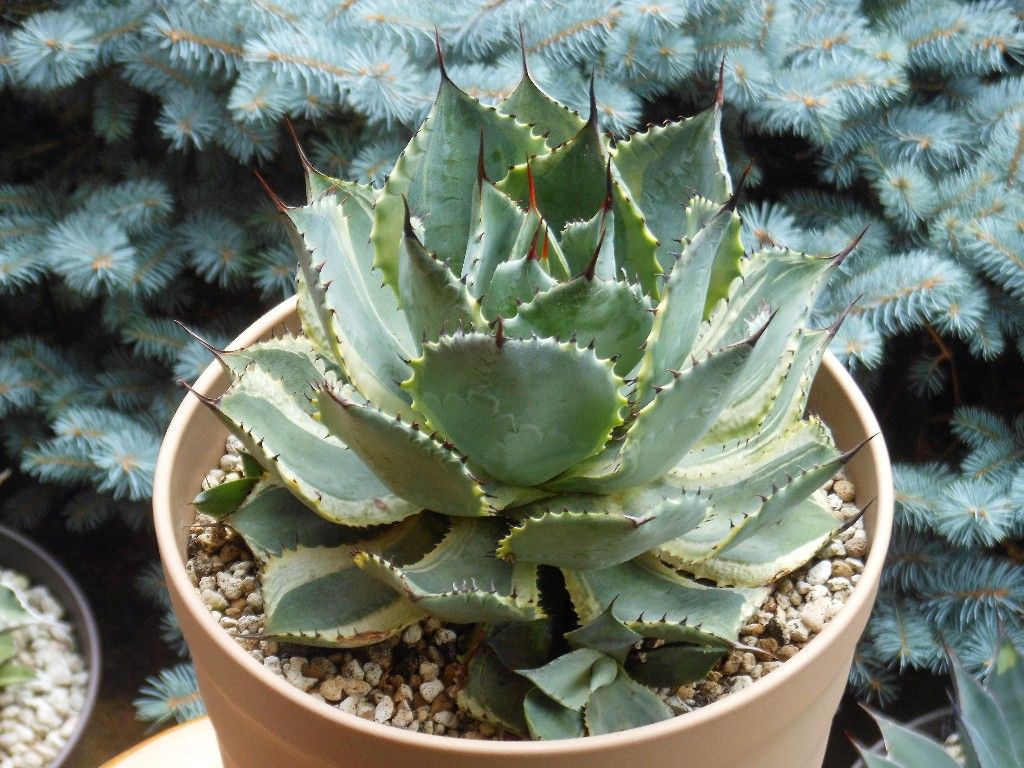 アガベ』 【トレードウィンズ】 ＆ 【鳳凰】 : 【My Favorite Plants】