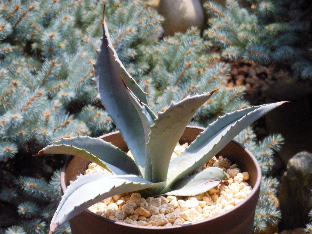 アガベ』 【ウィンテリアーナ】 : 【My Favorite Plants】