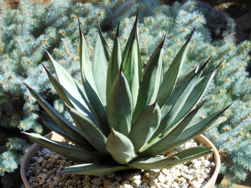 アガベ』 【ブルーエンペラー】 : 【My Favorite Plants】 アガベ』 【ブルーエンペラー】 : 【My Favorite Plants】