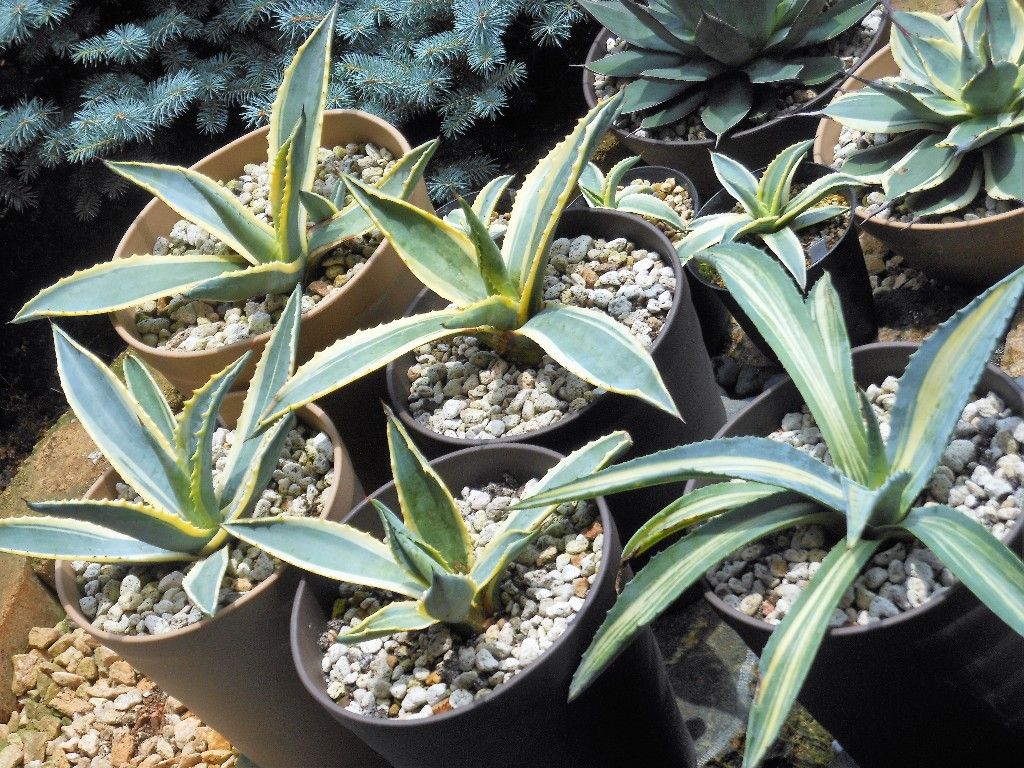 アガベ』 【アメリカーナ マルギナータ】（黄覆輪） : 【My Favorite