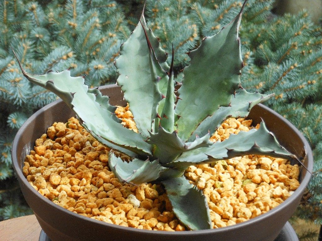 アガベ』 【コロラータ レオ】 : 【My Favorite Plants】
