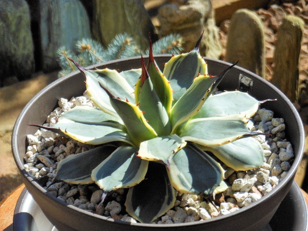 本物保証，HOT A5 厳選 アガベ アプラナータ クリームスパイク メリコ