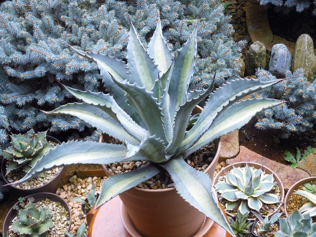 アガベ アメリカーナ エクスパンサパリーダ・レモンライム My Favorite Plants】 - ｱﾒﾘ ﾌﾟﾛﾄA ﾚﾓﾝﾗｲﾑ