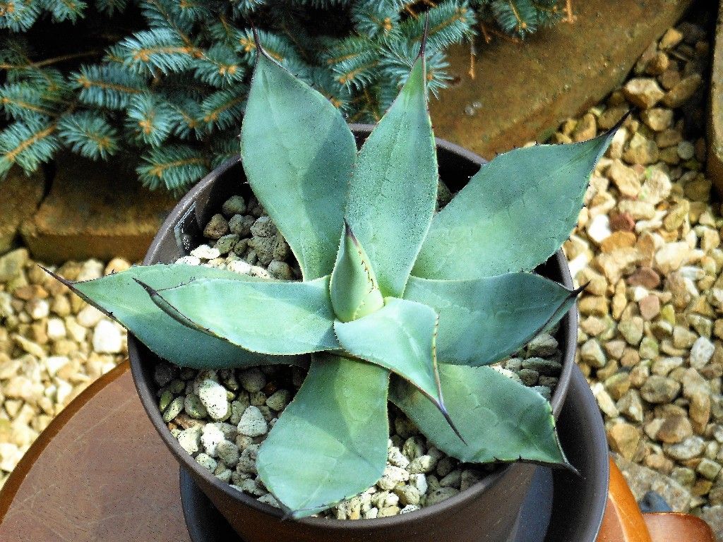 アガベ』 【パリー チワワ】2 : 【My Favorite Plants】 アガベ』 【パリー チワワ】2 : 【My Favorite Plants】