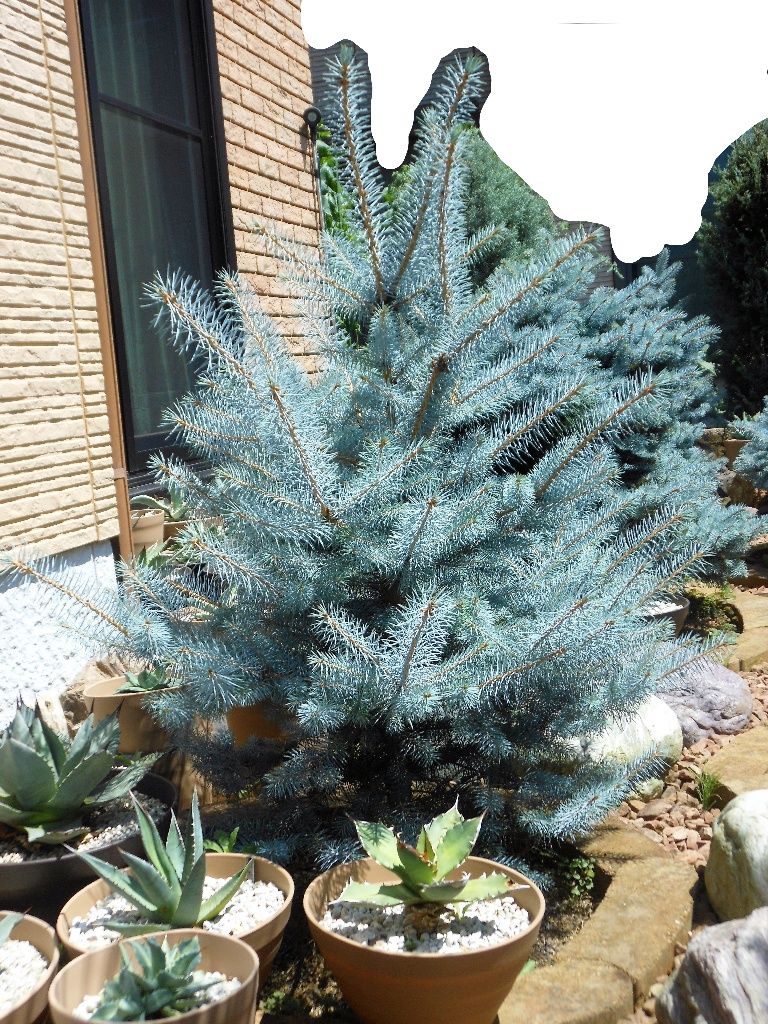 プンゲンストウヒ』 【エディス】 : 【My Favorite Plants】