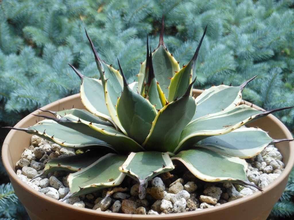 アガベ クリームスパイク 子株 アガベ・アプラナータ 'クリーム