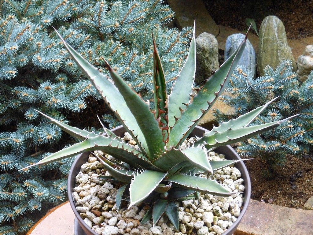 アガベ』 【キシロナカンサ】 : 【My Favorite Plants】