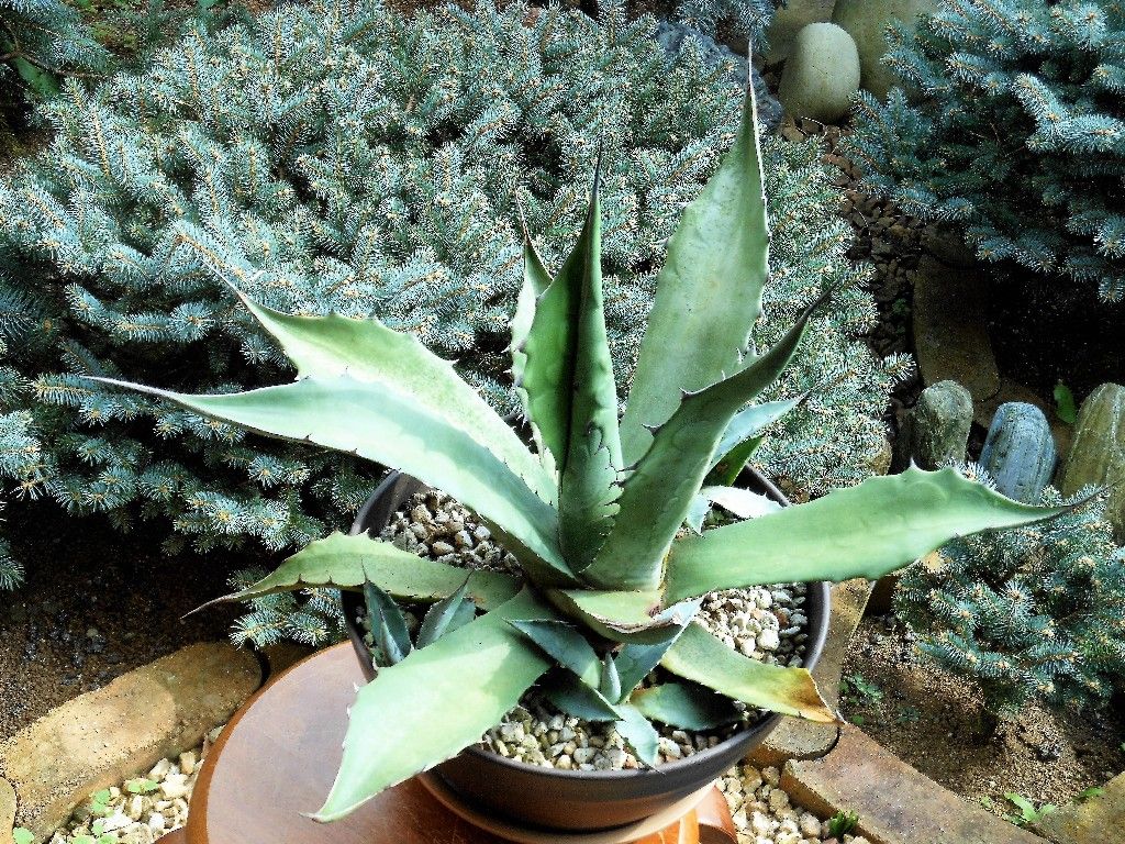 アガベ サルミアナ フェロックス 2 1 My Favorite Plants アガベ サルミアナ フェロックス 2 1 My Favorite Plants