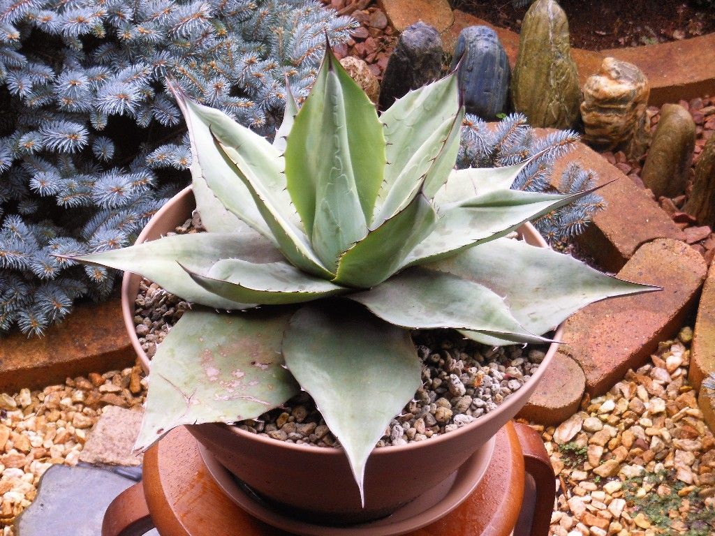 アガベ』 【ファスティカ ジャイアント】 : 【My Favorite Plants】