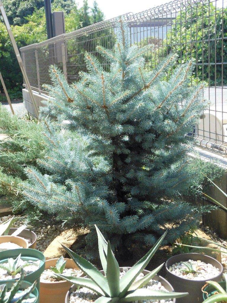 プンゲンストウヒ』 【ファットアルバート】 : 【My Favorite Plants】