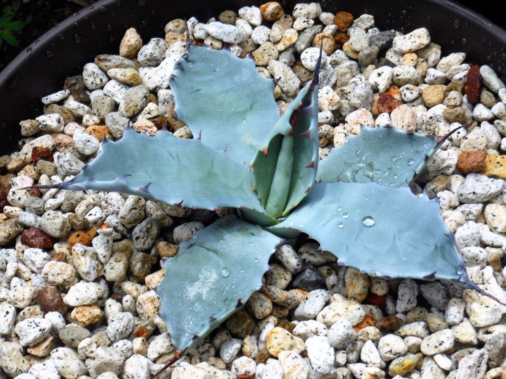 アガベ　テマカプリネンシス　大株　即戦力　シルバーブルー Agave temacapulinensisアガベ テマカプリネンシス | レアーな