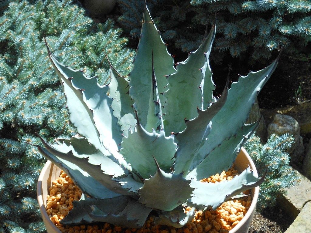 アガベ』 【コロラータ ハイブリッド】 : 【My Favorite Plants】