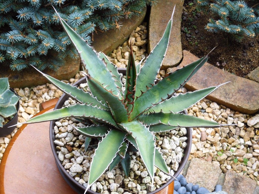 アガベ』 【キシロナカンサ】 : 【My Favorite Plants】