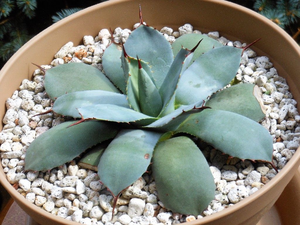 アガベ』 【パリー トランカータ】2 : 【My Favorite Plants】