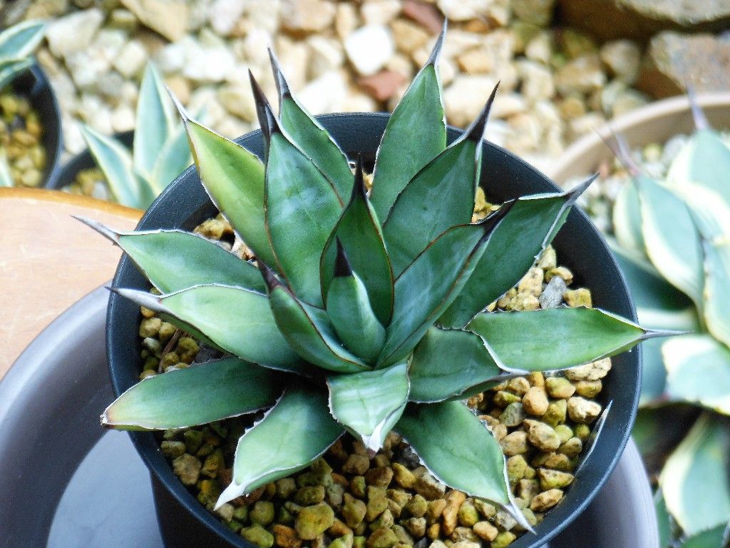 【現品】アガベ・リトルシャーク　ブルーエンペラー　ロイヤルクラウン　10号　N8 アガベ』【リトルシャーク】 : 【My Favorite Plants】