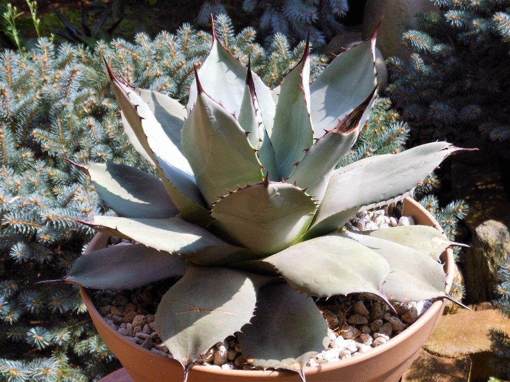 アガベ　デザートディライト　パリー　ホーチエンシス　デザートデライト アガベ デザートディライト パリー ホーチエンシス デザートデライト