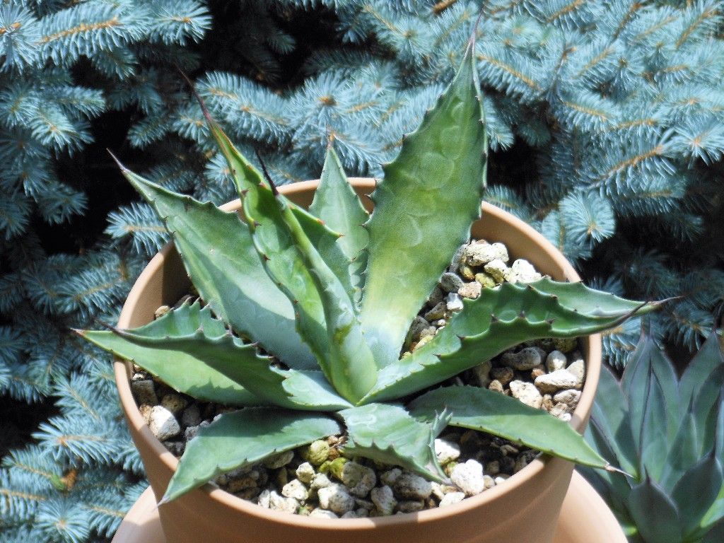 アガベ』 【サルミアナ フェロックス ローガン カルホーン