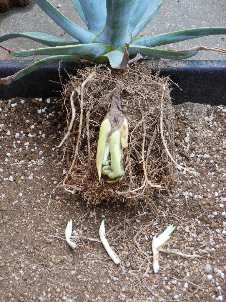 アガベ』 【アメリカーナ ライムエッジ】 : 【My Favorite Plants】