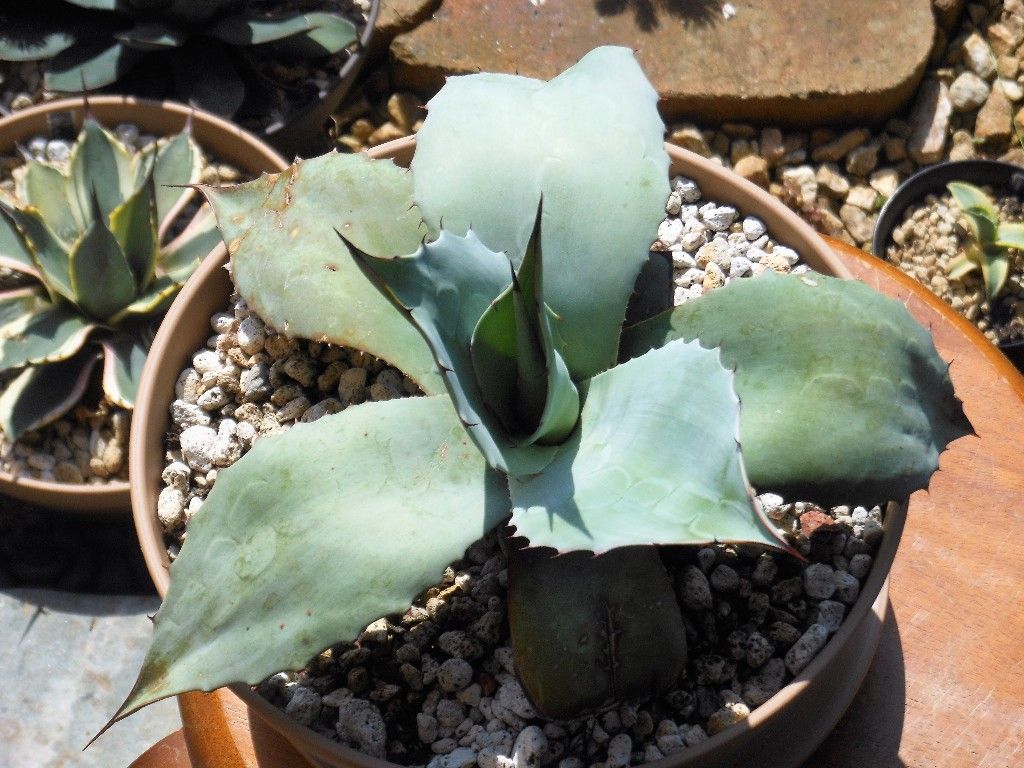 ニ*カ様 アガベ　デザートラブ 仔株 オバティフォリア【希少限定1株】検→オルカ ニ*カ様 アガベ デザートラブ 仔株 オバティフォリア【希少限定1