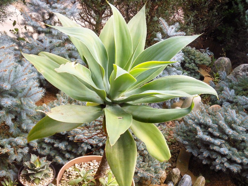 アガベ アテナータ 2 My Favorite Plants アガベ アテナータ 2 My Favorite Plants