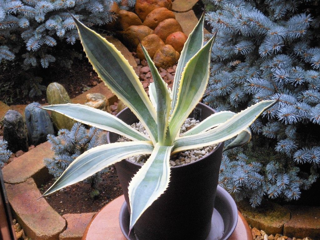 アガベ サルミアナ アンガスティフォリア マルギナータ ルテア My Favorite Plants