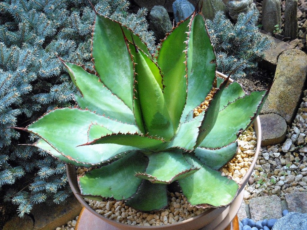 アガベ』 【ボビコルヌータ】3 : 【My Favorite Plants】