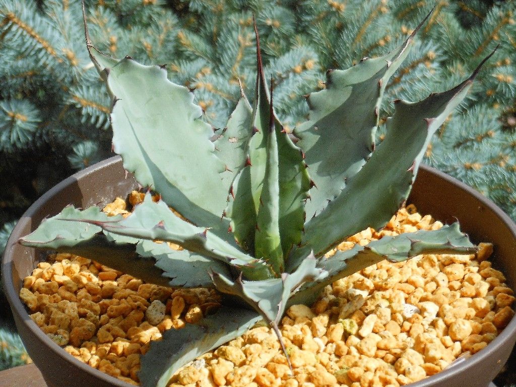 アガベ』 【コロラータ レオ】 : 【My Favorite Plants】